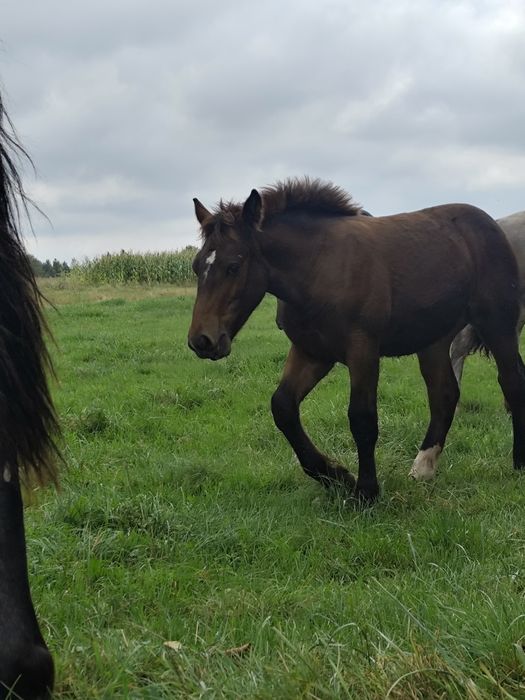 Sprzedam źrebòwke i ogierka