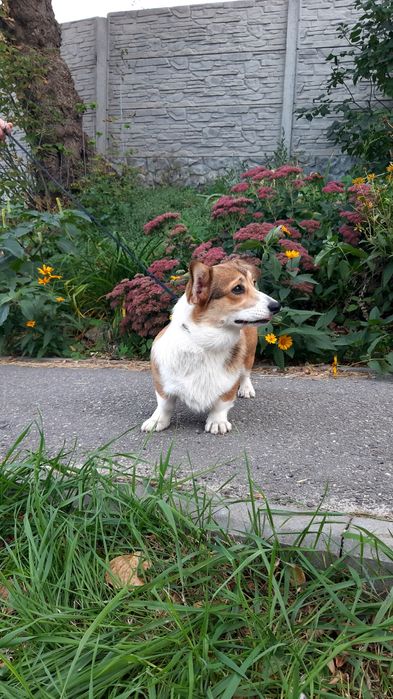 Лапотулі-лапулі коргі