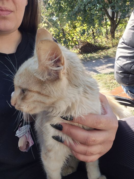 Отдам котёнка в добрые руки