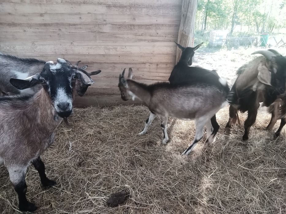 Młoda koza gotowa na potomstwo
