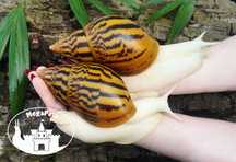 Olbrzymie ślimaki A. achatina albino Archachatina Lissachatina Wije