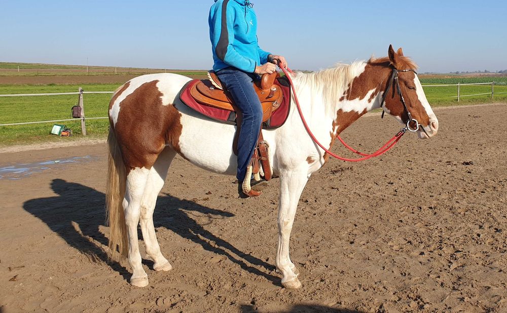 klacz małopolska srokata wpisana do księgi