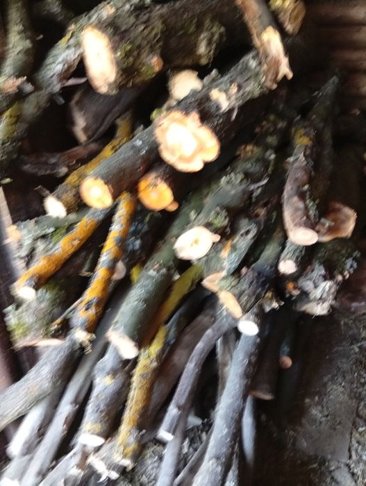 Продам дрова садові яблуня.