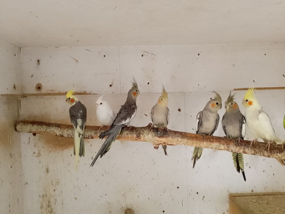 Sprzedam Papugi Nimfy