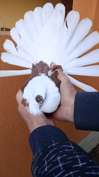 Sprzedam gołębie orlik polski