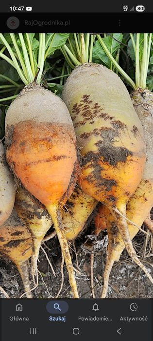 Buraki pastewne ze swojego gospodarstwa