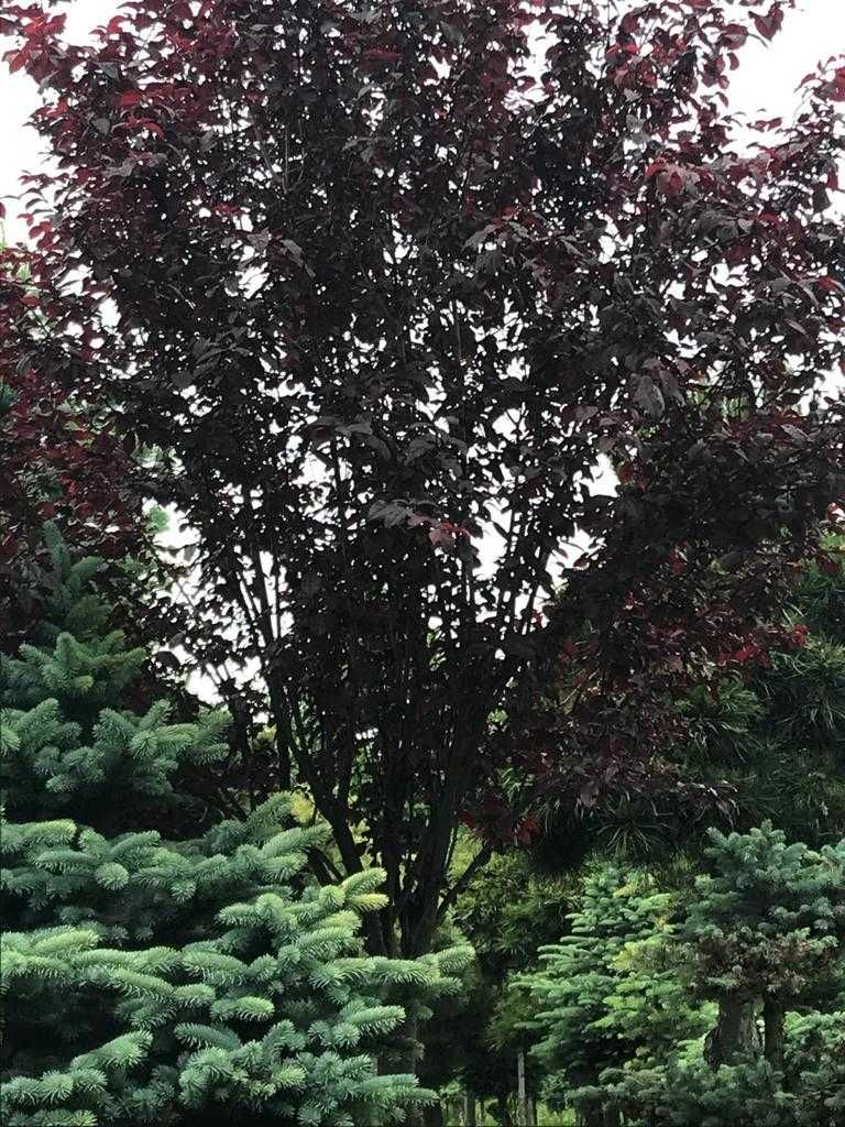 Drzewa ogrodowe: Brzoza brodawkowata "Purpurea"