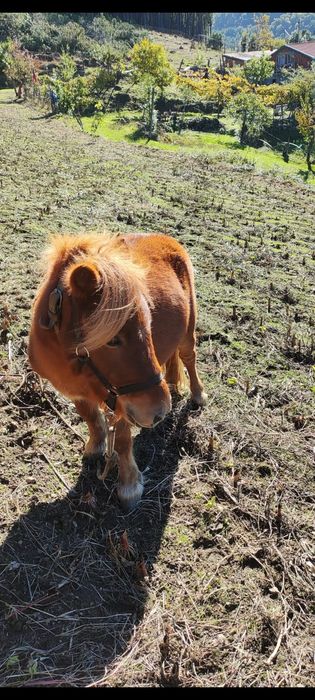 Vendo pônei com 2 anos