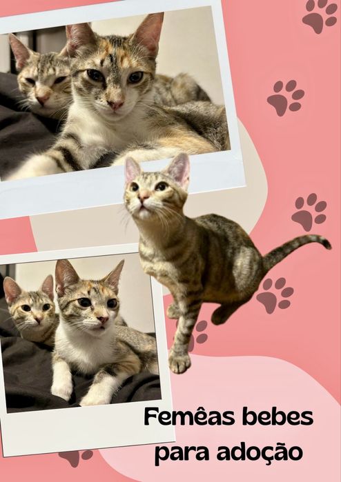 2 Bebés fêmeas para adoção responsável