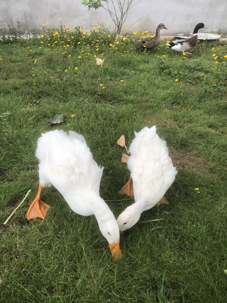 Casal Patos Pequim