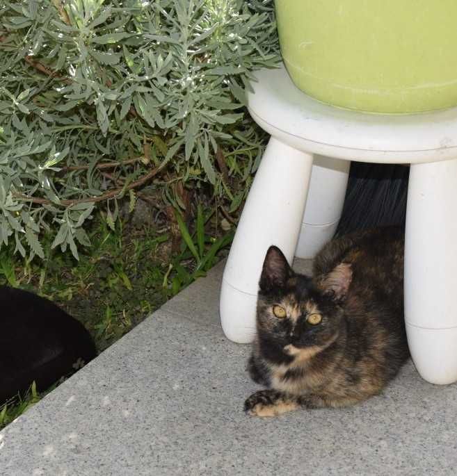 Gatinha para doação responsável