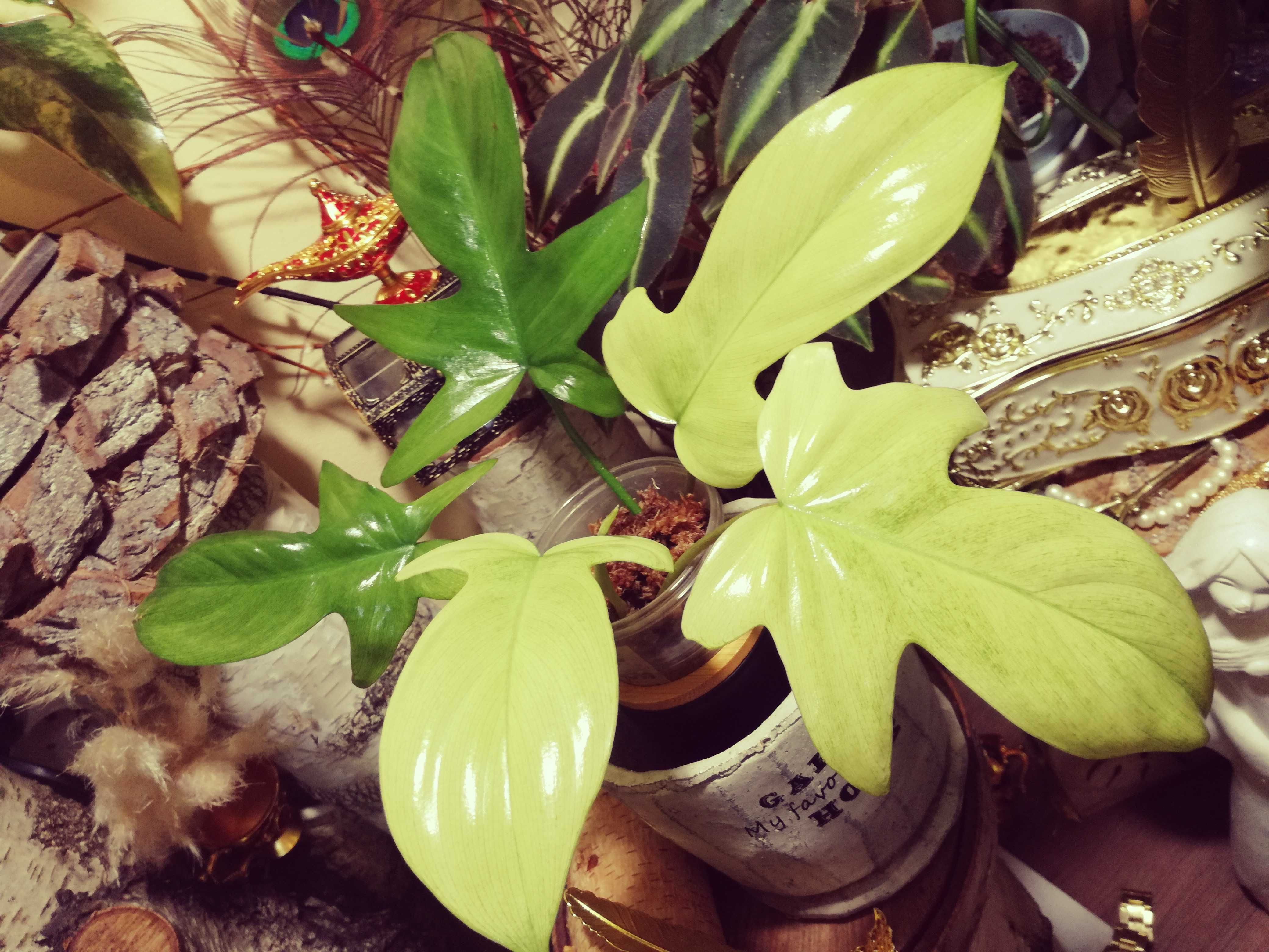 Philodendron Florida Ghost variegata duch monstera filodendron roślina
