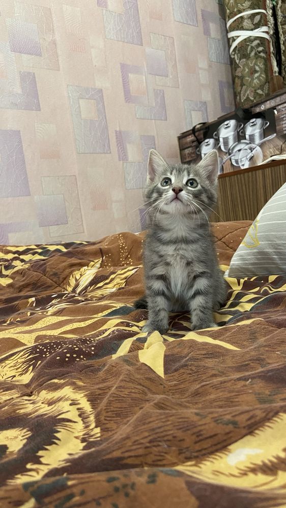 Віддамо дівчинку в хороші руки