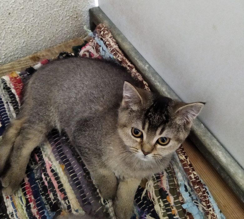Gatinha British Shorthair Golden Shadded