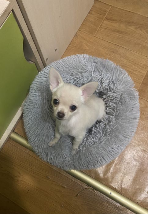 Мальчик чихуахуа