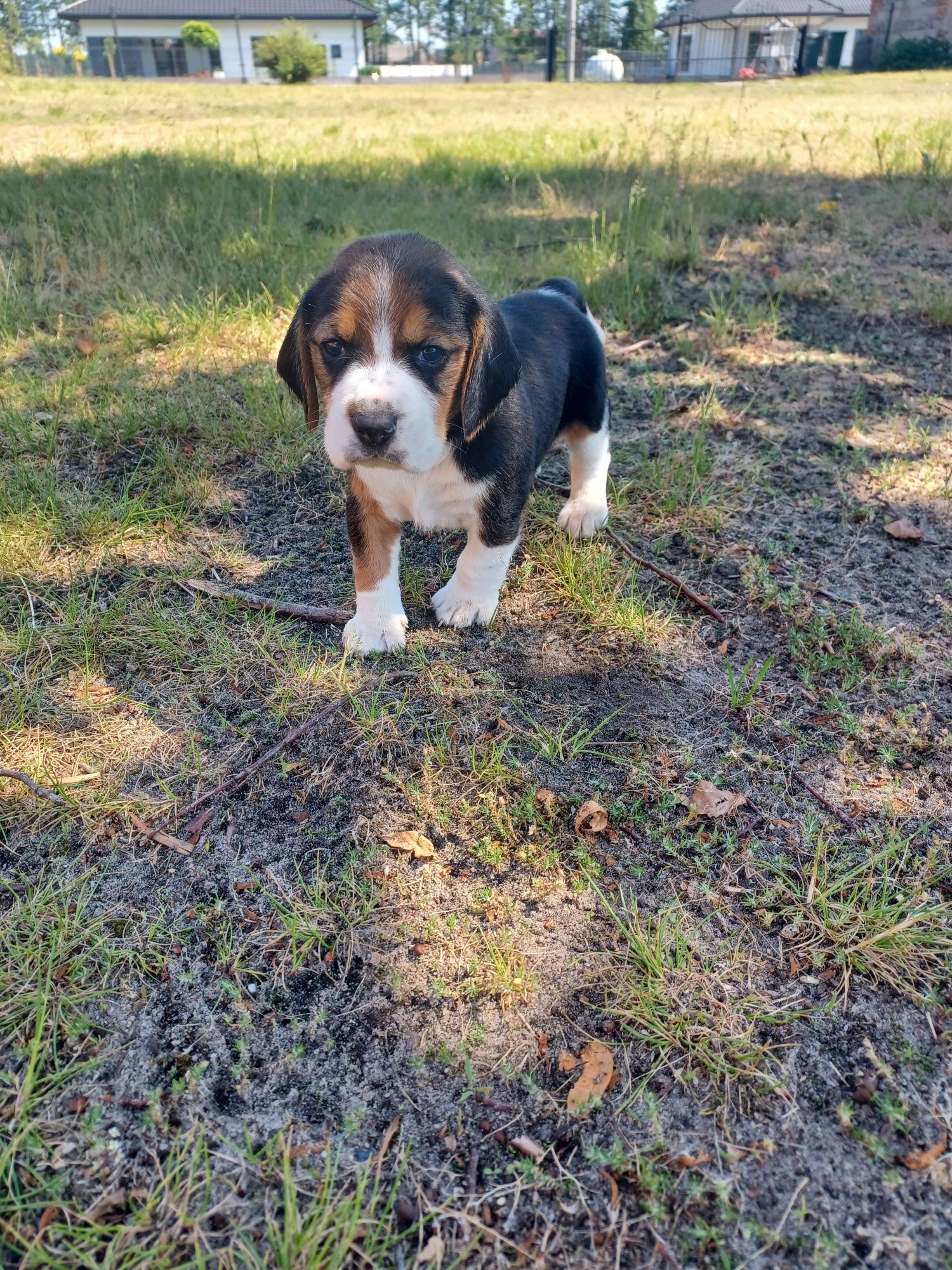 Beagle szczeniak suczka