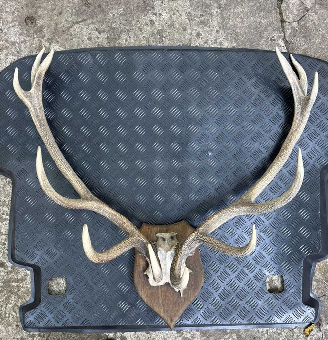 Poroże jelenia do powieszenia na ścianie - duże!