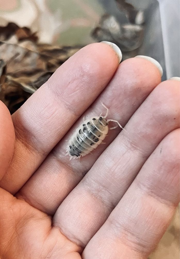 Prosionki izopody porcellio laevis Dairy Cow karmówka