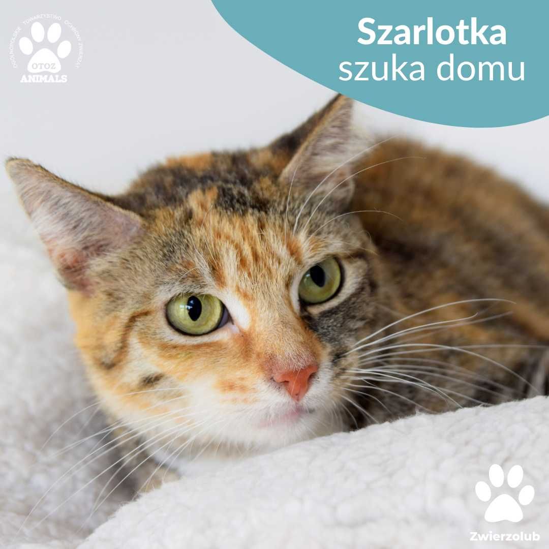 Piękna trikolorka do adopcji! Kotka Szarlotka
