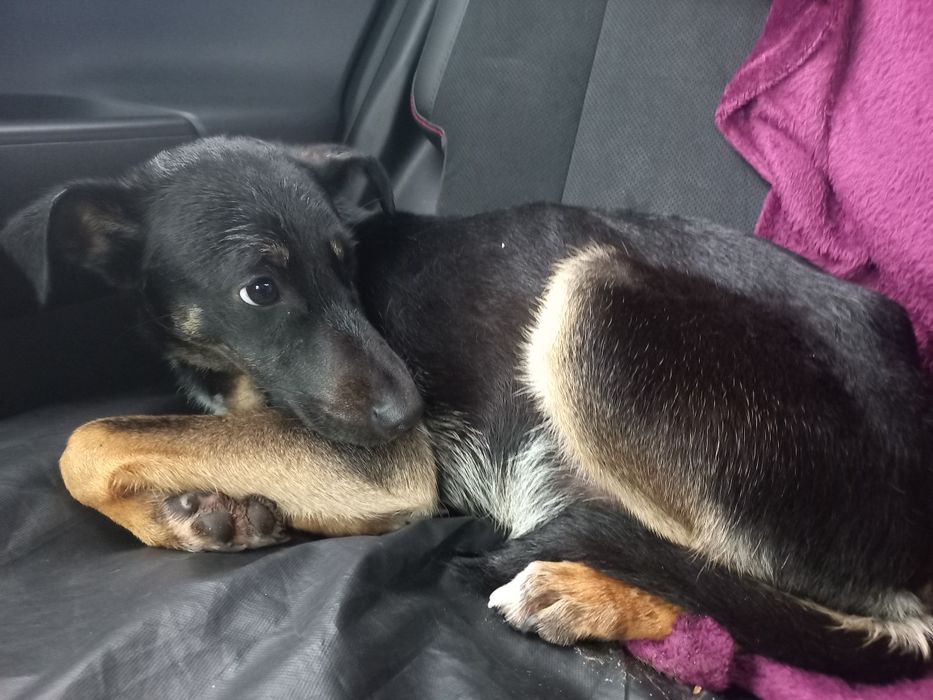 Zaczepiony i odrobaczony pies do adopcji