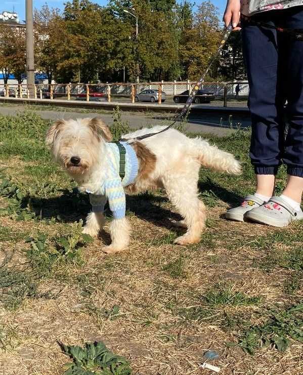 Особенный пёс Димка метис породы Китайской хохлатой, вес 9 кг, слепой.