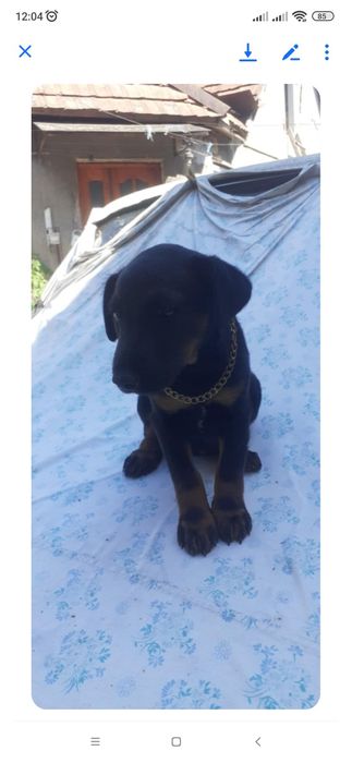 Ягтеріер чистокровний.