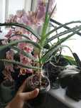 Aloes drzewiasty.