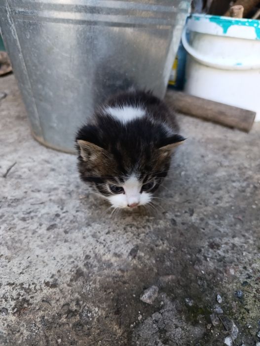Віддам в добрі руки, кошенята, три дівчинки.