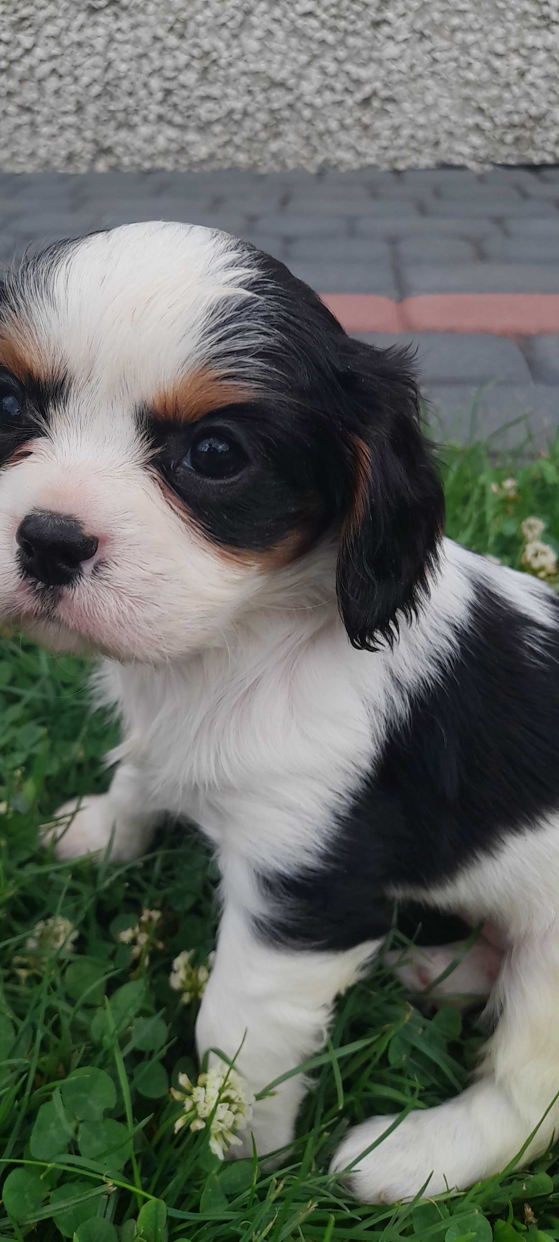 Suczka Cavalier king charles spaniel