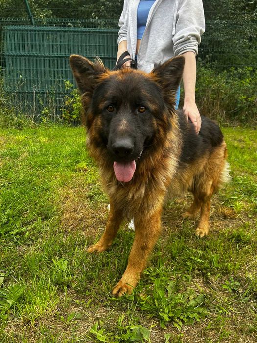 Piesek do adopcji PEDRO