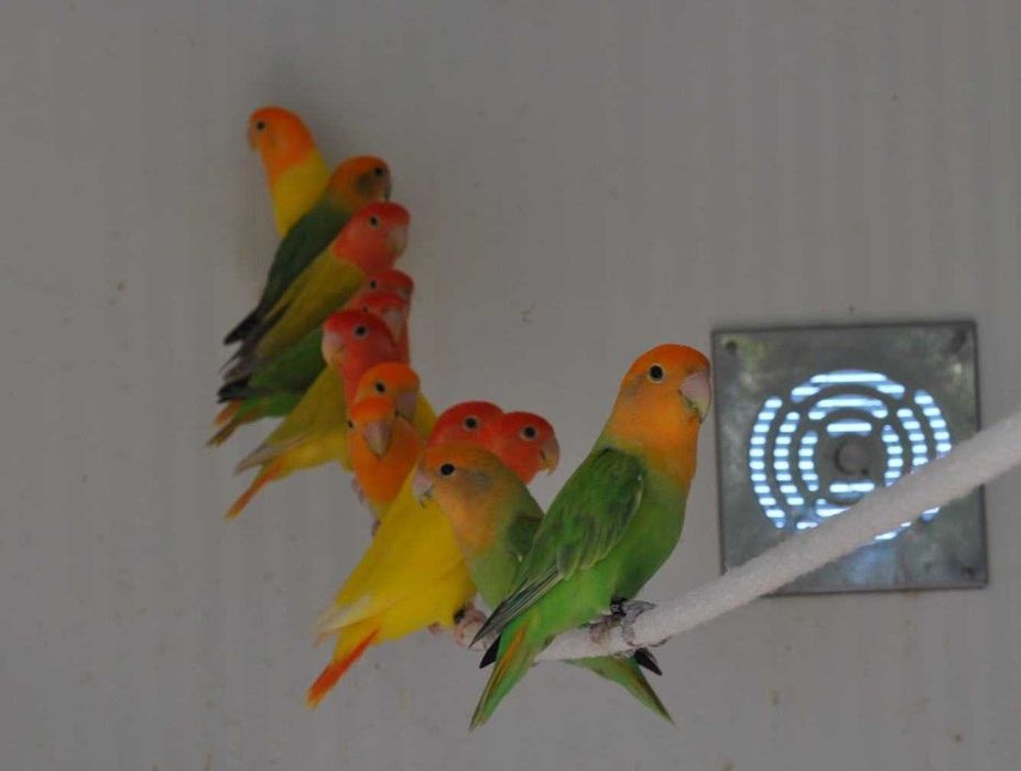 Roseicollies adultos