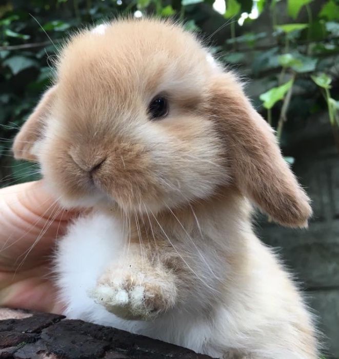 Mini lop królik miniaturowy baranek miniaturka teddy z dowozem na już