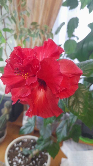 гибискусы комнатные