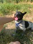 6kg suczka do adopcji