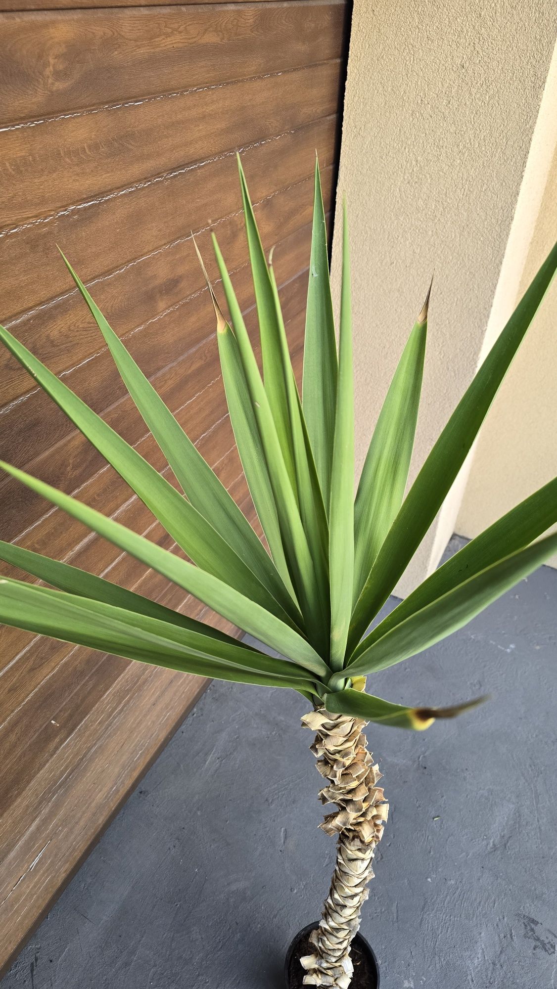 Juka yucca gwatemalska