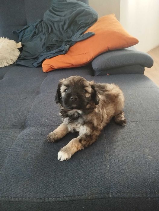 Oddam szczeniaki Szpic wilczy