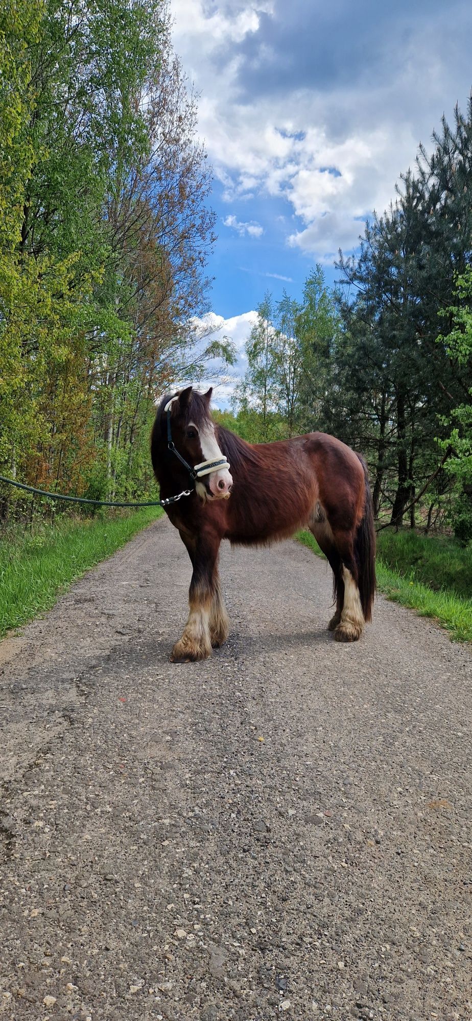 3 letni Tinker,  Gypsy cob