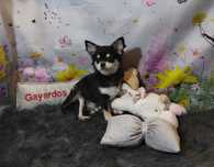 Chihuahua długowłosa półroczny chłopczyk