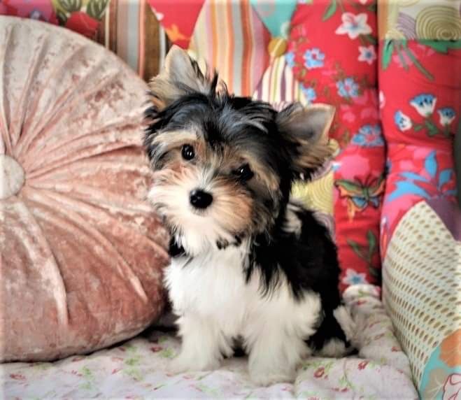 York terrier Biewer wyjatkowy piesek do odbioru