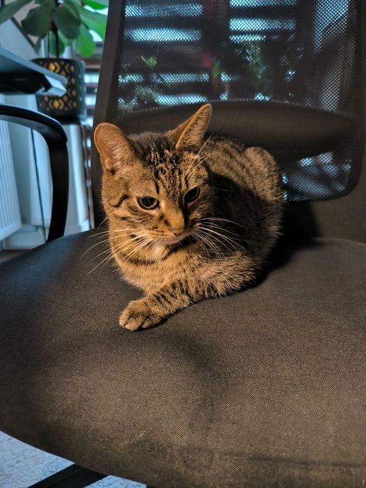 kot szuka domu cała Polska