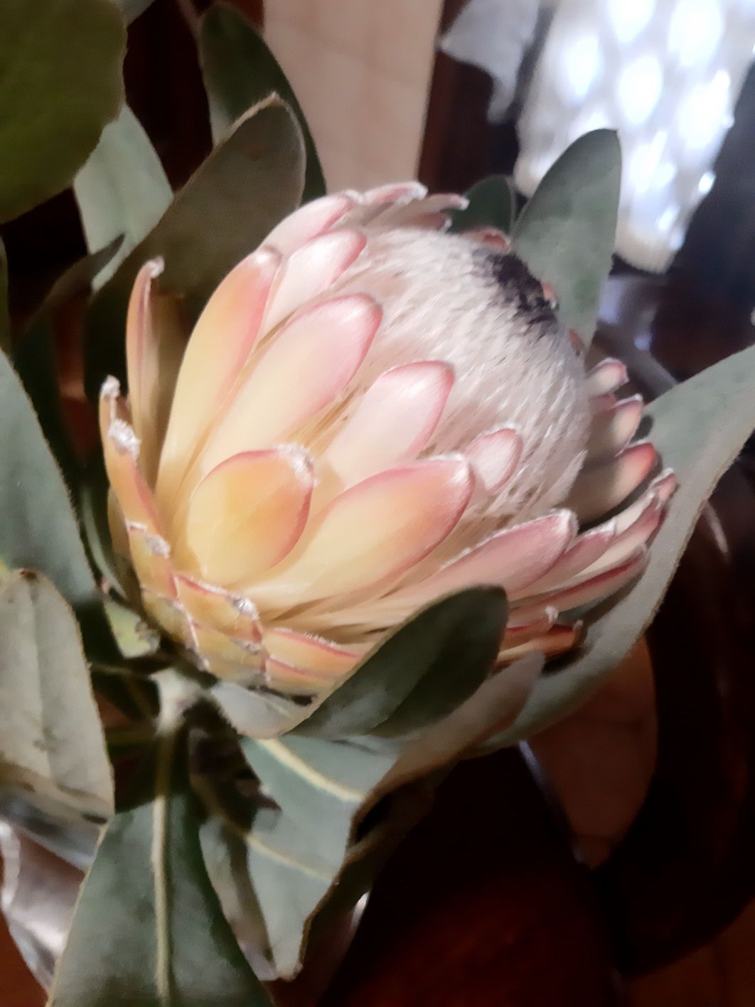 Proteas 2 côres lindas