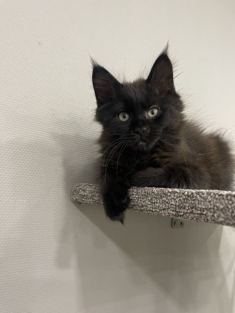 Кошенята Мейн кун!