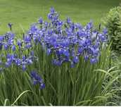 Iris (planta).
