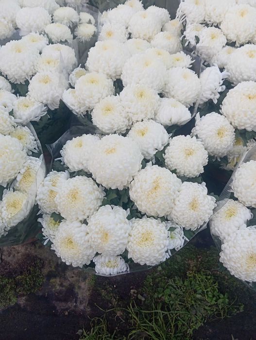 Chryzantemy wielkokwiatowe