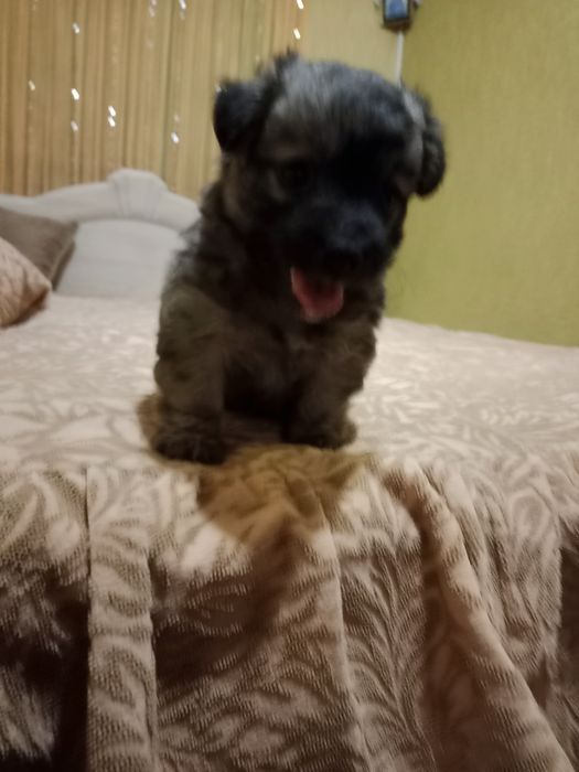 Щенок в добрые руки маленького размера как пикинес