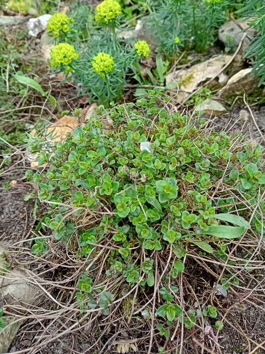 Чебрець. М'ята різного виду: ментольну, перцева, лимонна. Звіробій.