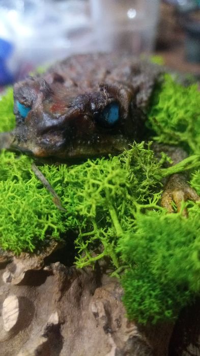 Preparaty na zamowienie