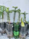 Planta Araucaria Brasileira.