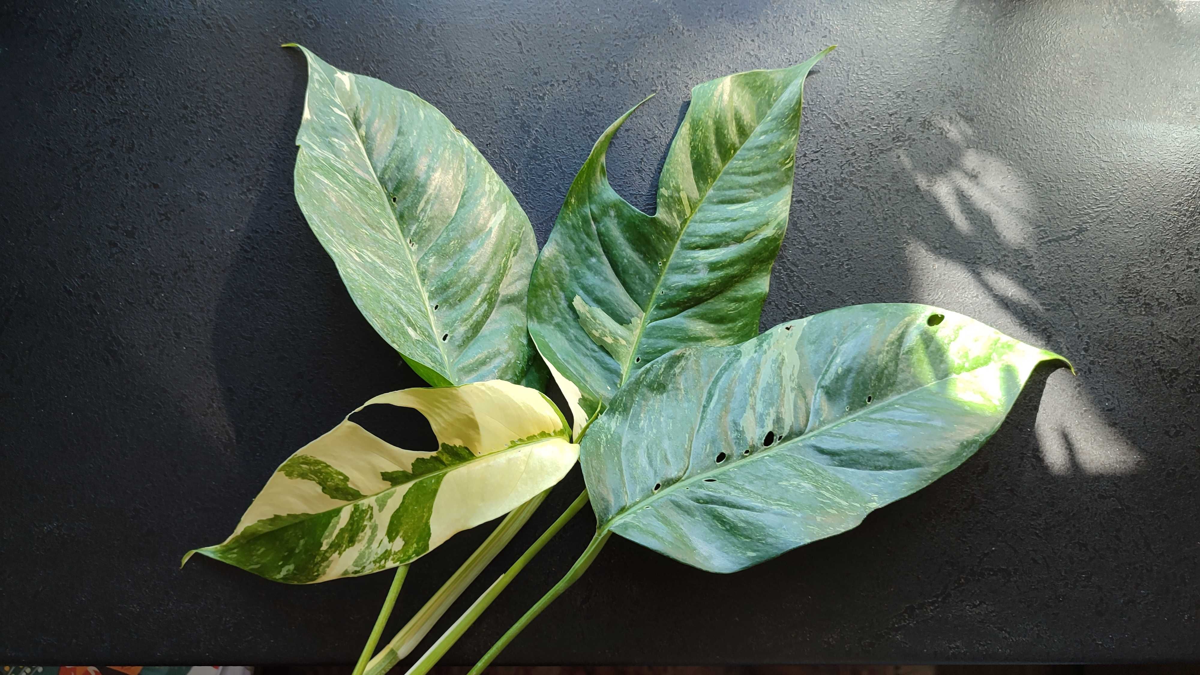 Monstera Epipremnum pinnatum variegated