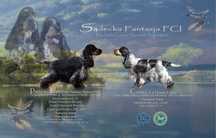 Cocker Spaniel Angielski- zapowiedz miotu